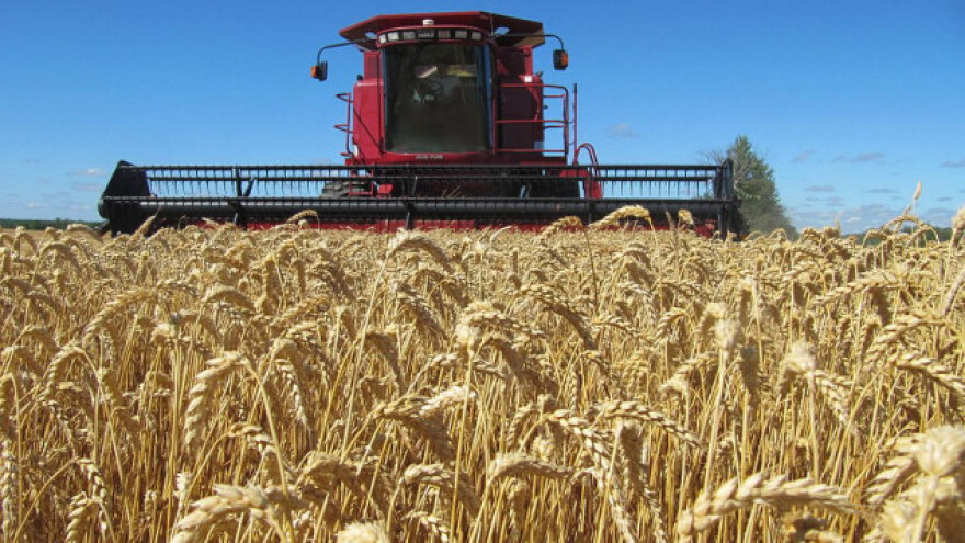 Nastavljen pad cijena ruske pšenice