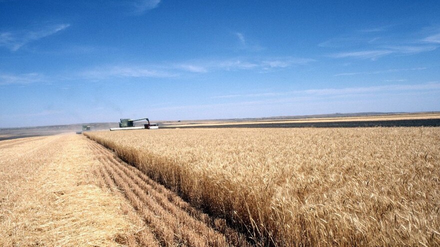 Nastavljen rast cena ukrajinske pšenice