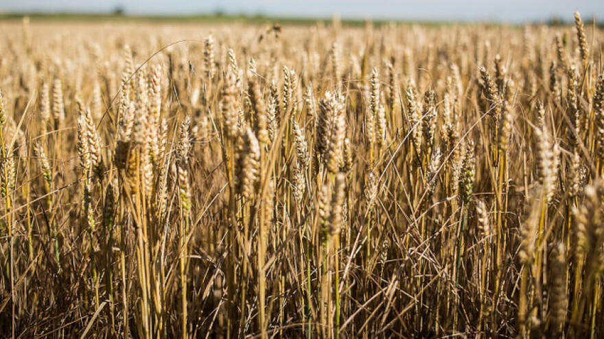 Rusija pojačava izvoz pšenice u Indiju