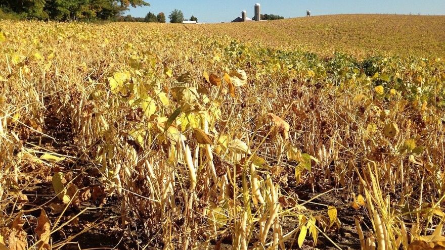 Prinos pasulja zavisi od pravilnog sklopa setve