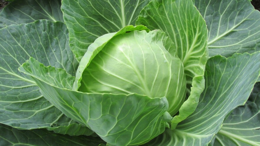 Vreme je za sadnju kasnog kupusa