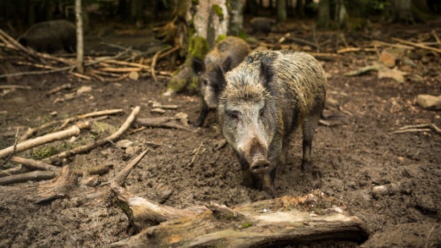 Projekt Wibor za kontrolu populacije divlje svinje