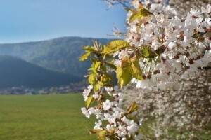 Fešta od trešanja u Kaštel Lukšiću
