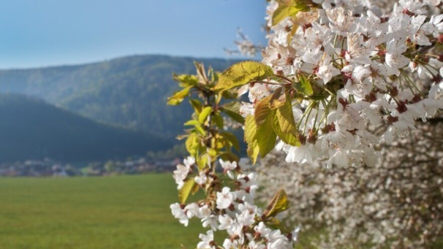 Fešta od trešanja u Kaštel Lukšiću