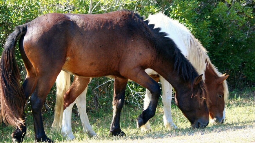 Livanjski konji: U kontroli brojnosti populacije konja s Kruga pomažu Izraelci