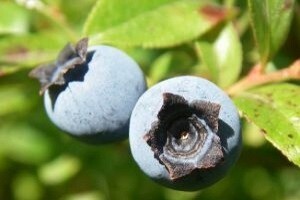 IPARD isplata za uzgoj borovnica