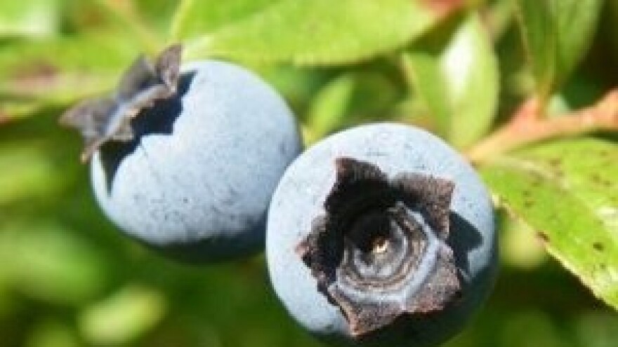 IPARD isplata za uzgoj borovnica