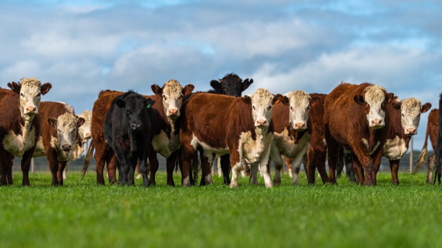 Evo kako bi u Irskoj izgledao program potpore stočarstvu