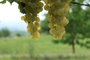 52. Sajam i izložba zagorskih vina, Bedekovčina 2019