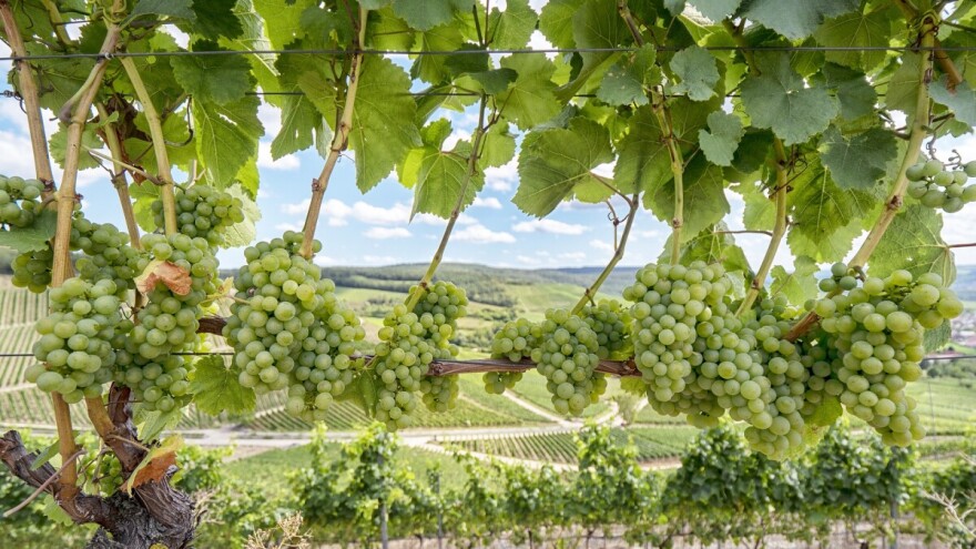 Počela berba grožđa u Hercegovini - moglo bi biti izuzetnog kvaliteta?