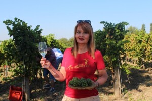 Rujansko vrijeme obećava dobre prinose u nasadima vinarije Antunović