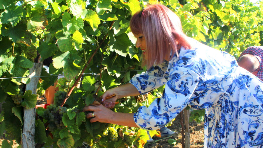 Započela berba grožđa u Erdutskom vinogorju uz Wine & Bike Tour