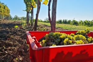 Komisija donijela izvanredne mjere potpore za sektore vina, voća i povrća