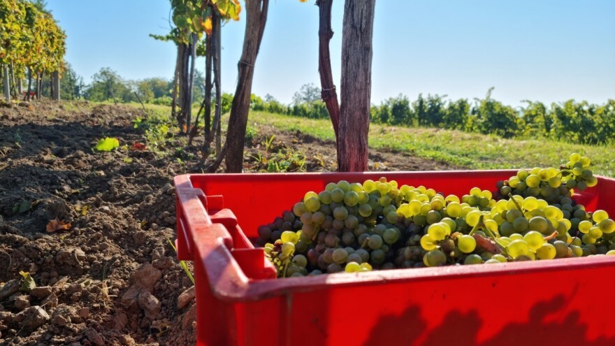 Komisija donijela izvanredne mjere potpore za sektore vina, voća i povrća
