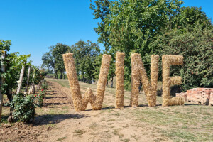 Vinarije Erdutskog vinogorja otvaraju podrume - vrijeme je za Wine & Bike Tour