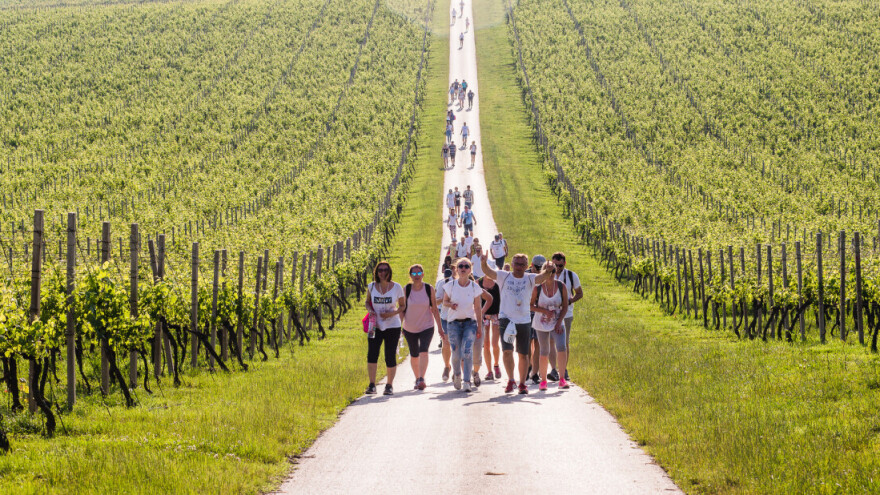 Vinski mjesec u Osječko-baranjskoj županiji - vinskom raju istoka Hrvatske