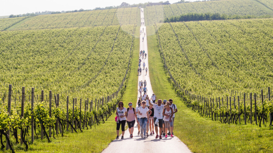 Spremni za vinski mjesec Osječko-baranjske županije?