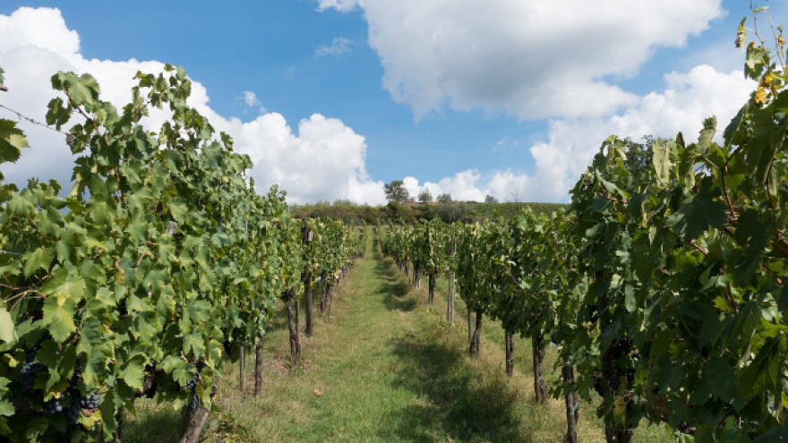 EU tržište - šansa za vojvođanska vina