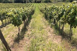 Vinograd na organski način daje vino sa velikim mogućnostima