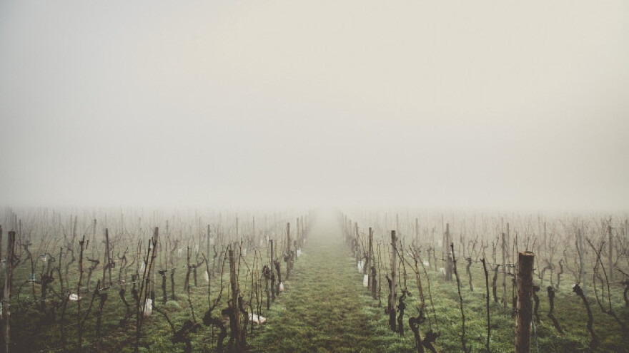 Zima oštetila severnobačke vinograde
