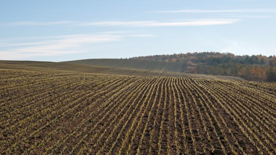Loše vreme usporava razvoj žita u Bugarskoj
