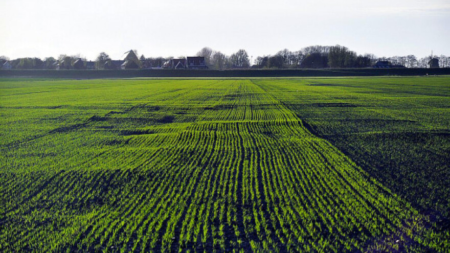 Usevi odolevaju trenutnom manjku vlage