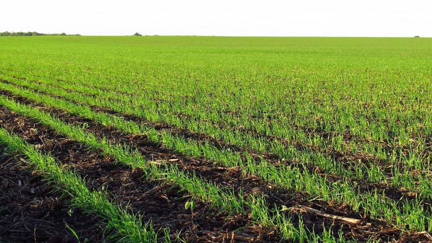 Prve procene nakon zime obećavaju dobar rod žitarica