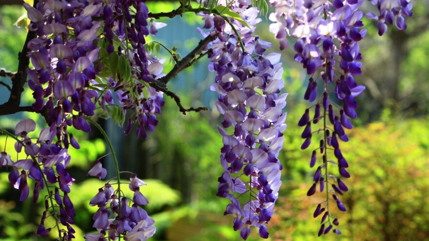 Kraj zime je idealan za zimsku rezidbu i cijepljenje glicinije