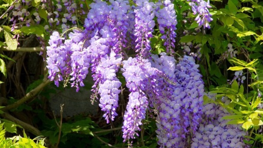 Potaknite bujno cvetanje svoje glicinije!