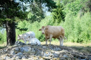 Nezapamćena suša - evropski poljoprivrednici pred bankrotom, nemaju čime hraniti stoku