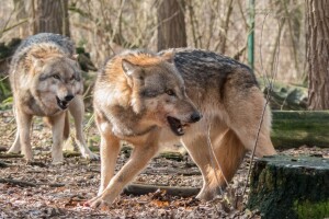 U RH 200 vukova čini štetu od 220.000 eura, a 360 vukova u Francuskoj 3,6 mil. eura?