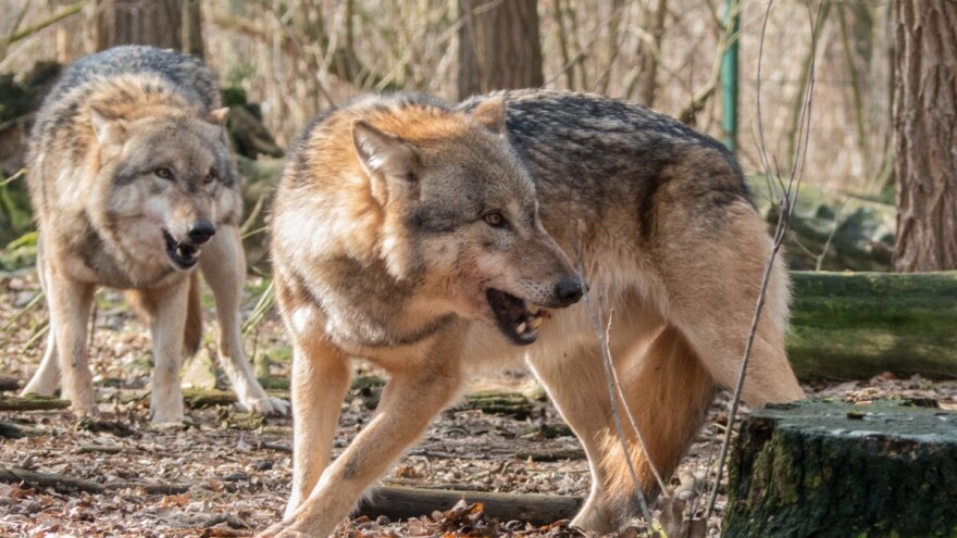 U RH 200 vukova čini štetu od 220.000 eura, a 360 vukova u Francuskoj 3,6 mil. eura?