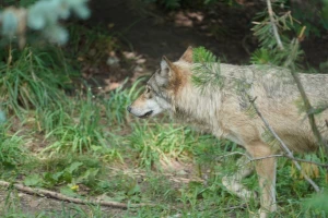 Vukovi se pridružili medvjedima - viđeni usred dana