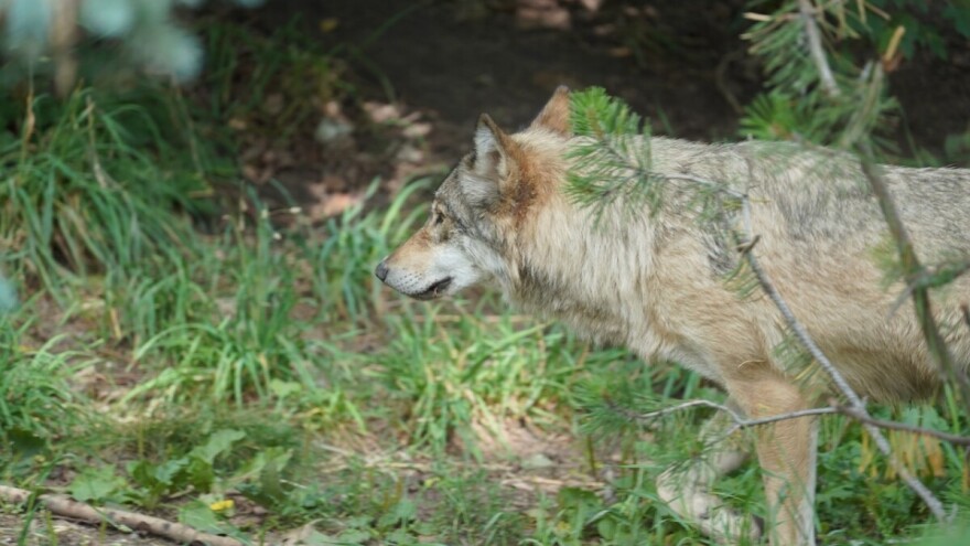 Vukovi se pridružili medvjedima - usred dana viđeni u Olovu