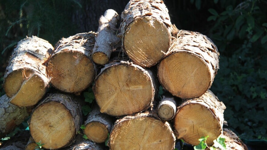 Zabrana izvoza trupaca: Tek formirana radna grupa, Pašalić najavljuje smjene u "Šumama"