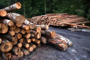 Novalić će insistirati na produženju važenja zabrane izvoza trupaca?