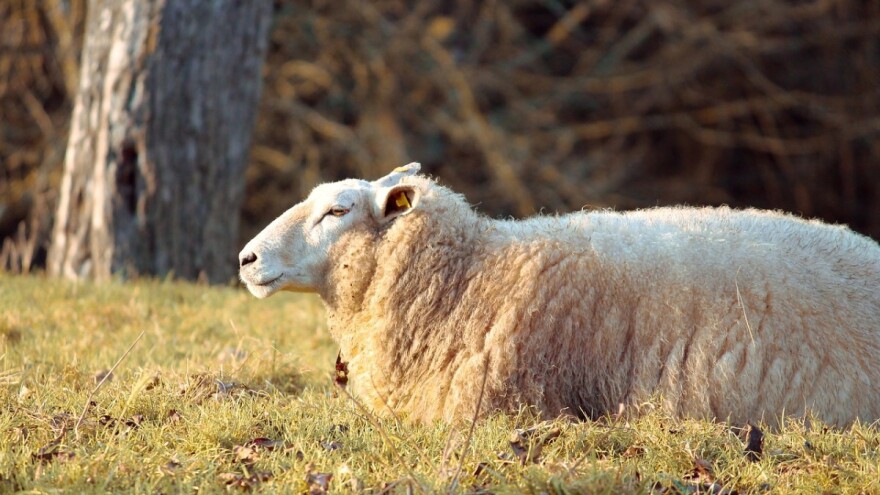 Ukrali deset bređih ovaca