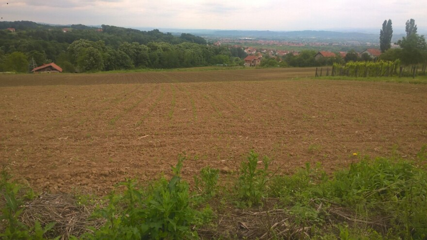 U Kolubarskom okrugu 40.000 hektara pod kukuruzom: Skuplja setva od prošlogodišnje