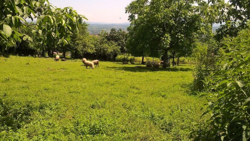 Više od 600 zahteva za podsticajna sredstva u poljoprivredi