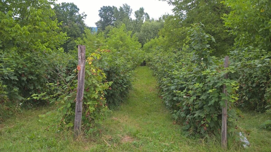 Malina, kupina ili šljiva: Šta će doneti zaradu u Kolubarskom okrugu?