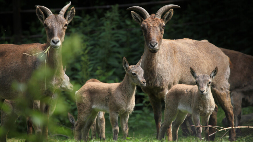 Novo otkriće: Sterilnim životinjama uspeli da vrate plodnost