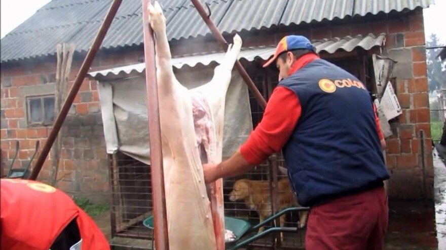 Kako postupiti s trihineloznim životinjama?