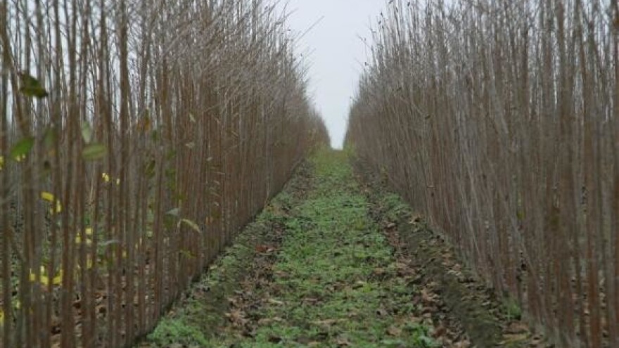 Započela jesenska prodajna sezona u Rasadniku Karolina!