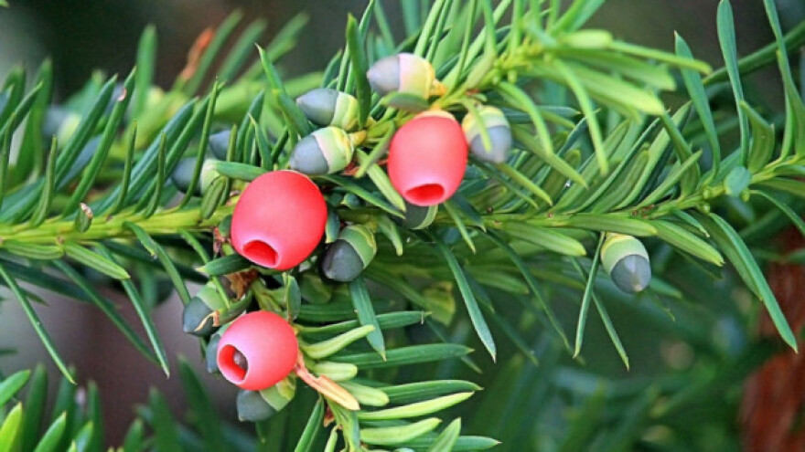 Tisa - hiljadugodišnji grm koji ubija i leči