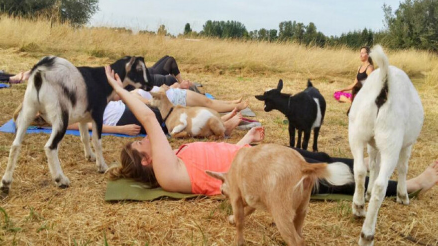 Vežbate jogu? Probajte jogu s kozama!