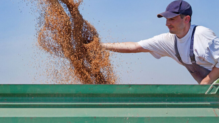 Počinje otkup pšenice - cena 18 din/kg
