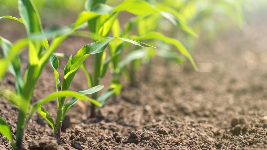 Zaštita kukuruza od uskolisnih i širokolisnih korova