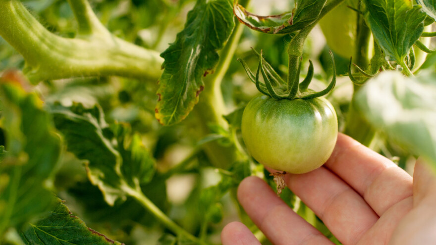 Zbog čega opadaju plodovi paprike, rajčice i ostalog povrća?