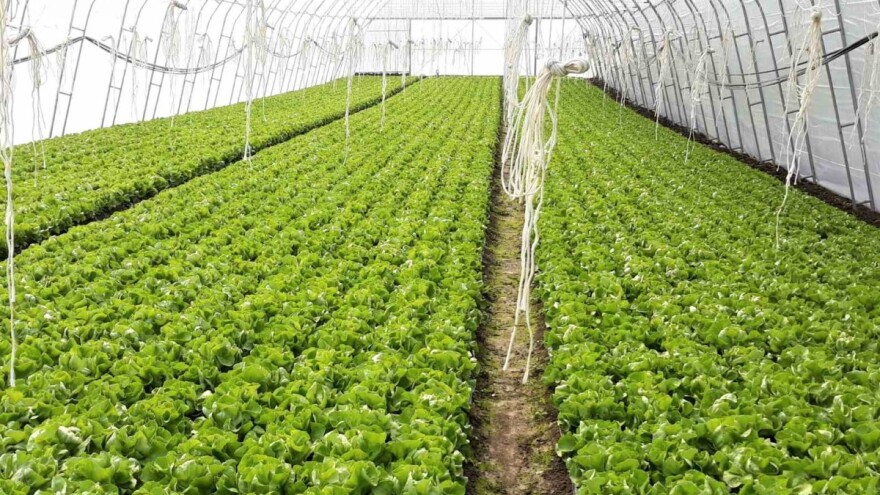 Dupla folija i naduvavanje vazduha između najlona za zimsku zaštitu zelene salate