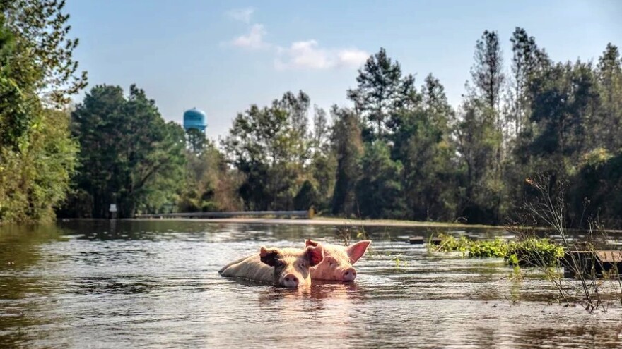 Oluja poharala regiju: Najveći udar pretrpjele slovenske farme